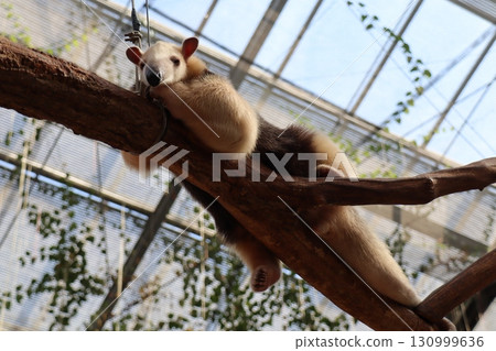 Curiosity in silence — A tranquil moment with a Tamandua resting on a branch Curiosity in silence — A tranquil moment with a Tamandua resting on a branch 130999636