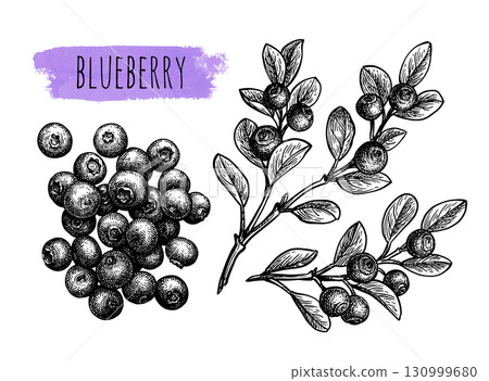Blueberry set of ink sketches. Blueberry set of ink sketches. 130999680