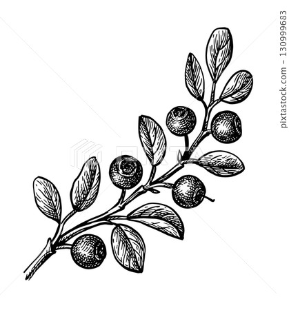 Blueberry branch ink sketch. 130999683