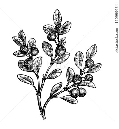 Blueberry branch ink sketch. 130999684