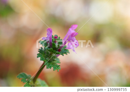 Henbit different from one of the seven spring herbs (Onitabiraco) Henbit different from one of the seven spring herbs (Onitabiraco) 130999735