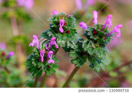 Henbit 不同於七種春季草藥中的一種(Onitabiraco) Henbit 不同於七種春季草藥中的一種(Onitabiraco) 130999738