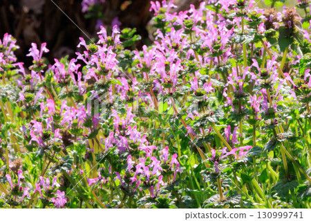 Henbit 不同於七種春季草藥中的一種(Onitabiraco) Henbit 不同於七種春季草藥中的一種(Onitabiraco) 130999741