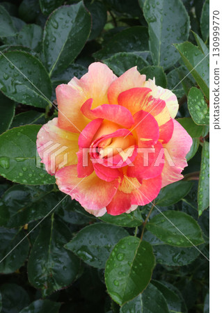 Roses of Kanayama general park Roses of Kanayama general park 130999770