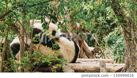 Giant Pandas Play. Bear Or Simply, Is Bear Species Endemic To China. Panda Diplomacy. Travel To China. National Symbol Of China, Personifying Sincerity, Friendliness, Tolerance. Vulnerable Species Giant Pandas Play. Bear Or Simply, Is Bear Species Endemic To China. Panda Diplomacy. Travel To China. National Symbol Of China, Personifying Sincerity, Friendliness, Tolerance. Vulnerable Species 130999816
