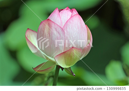 Lotus flowers in Yasuragi Park Lotus flowers in Yasuragi Park 130999835