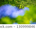 茨城縣茨城町日沼自然公園的繡球花 130999846