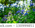 茨城縣茨城町日沼自然公園的繡球花 130999851