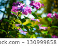 茨城縣茨城町日沼自然公園的繡球花 130999858