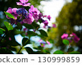 茨城縣茨城町日沼自然公園的繡球花 130999859