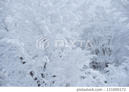 Yamagata Prefecture Zao Onsen Ski Resort: A silvery world of frost-covered trees Yamagata Prefecture Zao Onsen Ski Resort: A silvery world of frost-covered trees 131000172