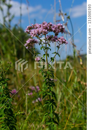 Oregano is a honey and medicinal plant. Oregano Origanum vulgare kind of perennial herbaceous plants Oregano is a honey and medicinal plant. Oregano Origanum vulgare kind of perennial herbaceous plants 131000393