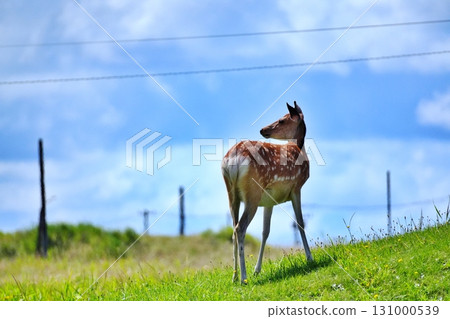 Wild Ezo deer living in the Wakkanai city area 131000539