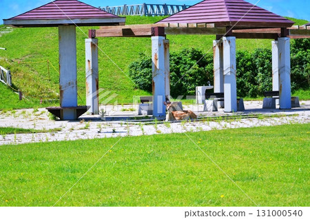 Wild Ezo deer living in the Wakkanai city area 131000540