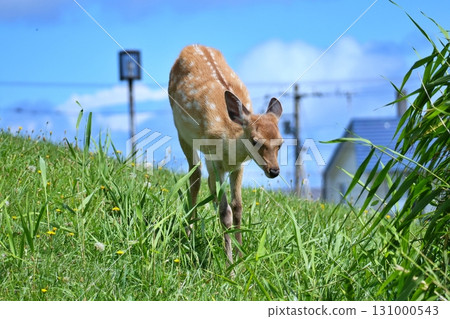 Wild Ezo deer living in the Wakkanai city area Wild Ezo deer living in the Wakkanai city area 131000543