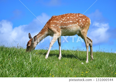 Ezo deer Ezo deer 131000544