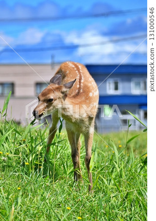 Wild Ezo deer living in the Wakkanai city area 131000546