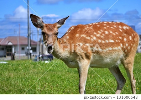 Wild Ezo deer living in the Wakkanai city area 131000548