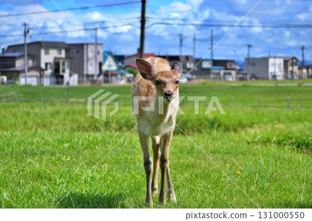 Wild Ezo deer living in the Wakkanai city area 131000550