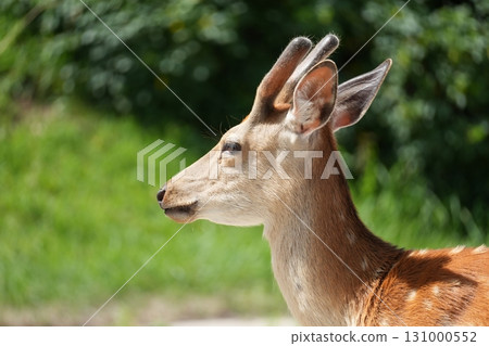 Ezo deer Ezo deer 131000552