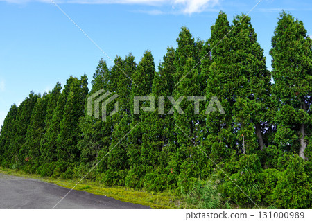 A row of thuja trees in the corner of Hokuryu Sunflower Village A row of thuja trees in the corner of Hokuryu Sunflower Village 131000989