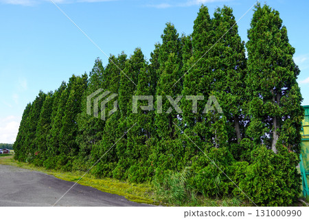 A row of thuja trees in the corner of Hokuryu Sunflower Village 131000990