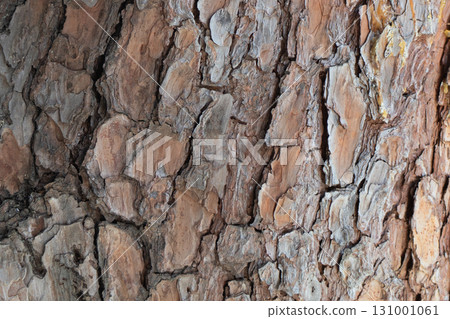 View of the old tree trunk. Wood texture. Tree background. Forest moss background. Natural wood texture. Tree trunk in a forest closeup. View of the old tree trunk. Wood texture. Tree background. Forest moss background. Natural wood texture. Tree trunk in a forest closeup. 131001061