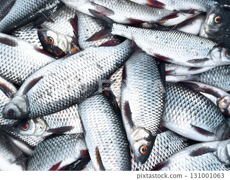 Freshwater fish texture background closeup. Roach background Freshwater fish texture background closeup. Roach background 131001063