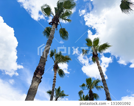 Palm tree over blue sky background concept. Beautiful palm tree leaves with blue sky. Palm leaves in the wind 131001092