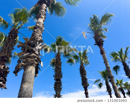 Palm tree over blue sky background concept. Beautiful palm tree leaves with blue sky. Palm leaves in the wind Palm tree over blue sky background concept. Beautiful palm tree leaves with blue sky. Palm leaves in the wind 131001093