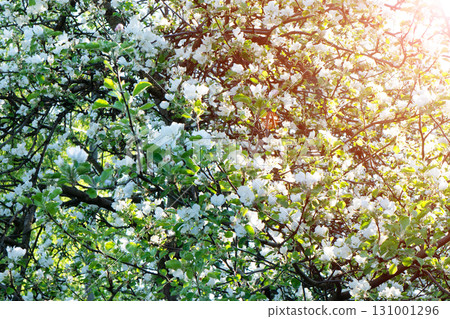 Apple trees flowers. A blooming apple trees in spring. Blooming apple tree in the spring garden. Close up of white flowers on a tree 131001296