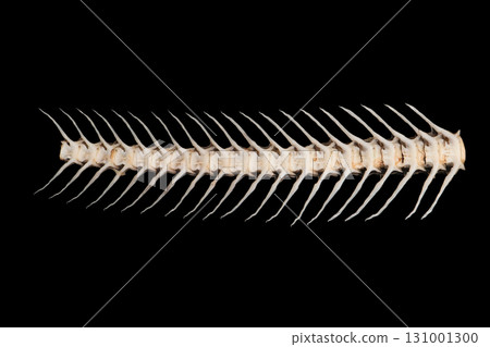 Fish bone isolated on a black background. Fish bone isolated on a black background. 131001300
