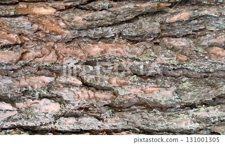 View of the old tree trunk. Wood texture. Tree background. Forest moss background. Natural wood texture. Tree trunk in a forest closeup. View of the old tree trunk. Wood texture. Tree background. Forest moss background. Natural wood texture. Tree trunk in a forest closeup. 131001305