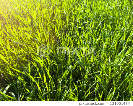 Macro shot green fresh summer lawn grass background. Close up view beautiful fresh grass at the evening sunset. Green grass pattern and texture close up. Green lawn Macro shot green fresh summer lawn grass background. Close up view beautiful fresh grass at the evening sunset. Green grass pattern and texture close up. Green lawn 131001474