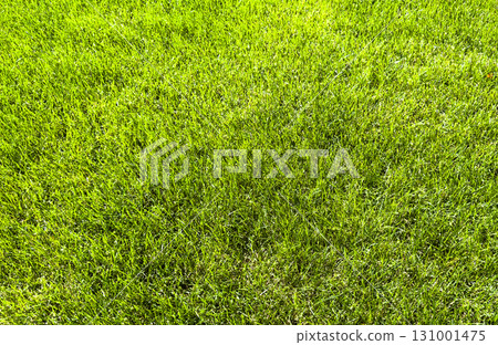 Green fresh summer lawn grass background. Close up view beautiful fresh grass at the evening sunset. Green grass pattern and texture close up. Green lawn Green fresh summer lawn grass background. Close up view beautiful fresh grass at the evening sunset. Green grass pattern and texture close up. Green lawn 131001475