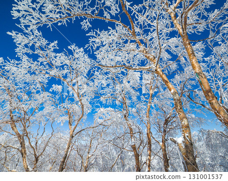 A frosty forest seen from above under a blue sky (Yamanouchi Town, Nagano Prefecture, Yokoteyama) 131001537