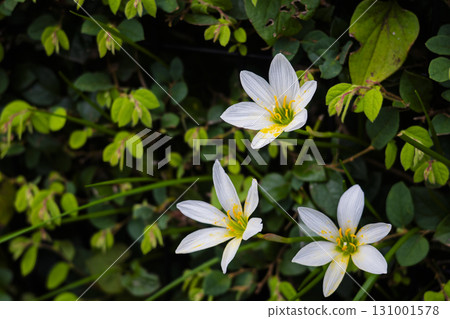 Photo of white ivy weeping flowers 131001578