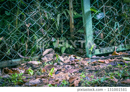 一張動物穿過柵欄縫隙留下的痕跡的照片 131001581