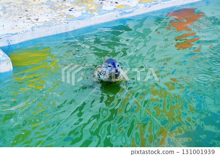 稚內市的封印No Shap Cold Current Aquarium 稚內市的封印No Shap Cold Current Aquarium 131001939