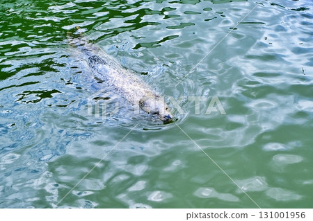 稚內市的封印No Shap Cold Current Aquarium 131001956