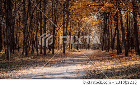 Sunlit Autumn Forest Path Covered in Golden Leaves 131002216
