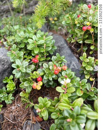 Red ripe cowberry fruit_moss peach Red ripe cowberry fruit_moss peach 131002508