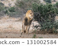 Male lion patrolling his territory 131002584