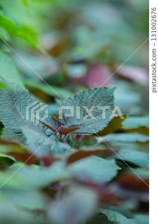 紫蘇植物 131002676