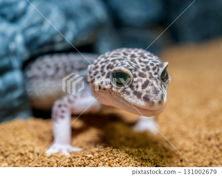 豹紋守宮的特寫 131002679