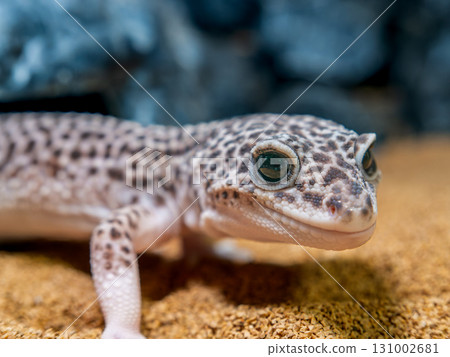 豹紋守宮的特寫 豹紋守宮的特寫 131002681