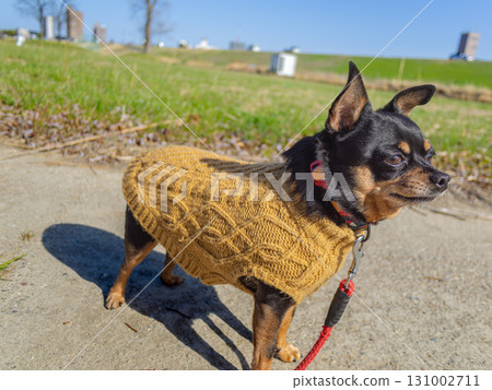 狗走路 狗走路 131002711