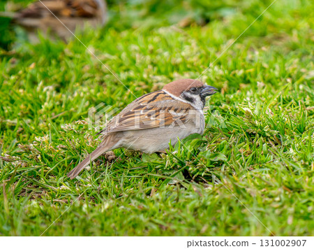 麻雀在地上行走 131002907