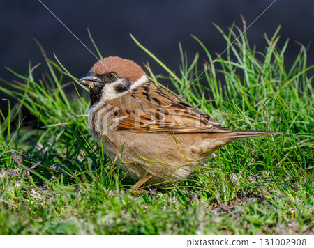 麻雀在地上行走 131002908