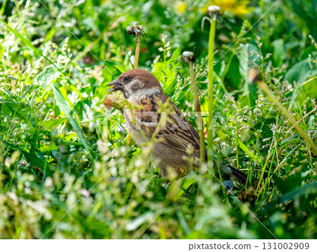 麻雀在地上行走 131002909